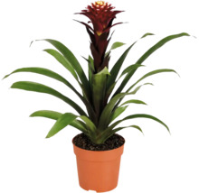 Een Guzmania bromelia kamerplant in een kunststof pot met lange groene bladeren en een opgaande bloeiwijze.