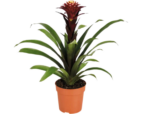 Een Guzmania bromelia kamerplant in een kunststof pot met lange groene bladeren en een opgaande bloeiwijze.