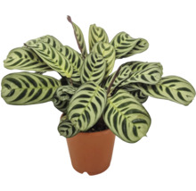 Kamerplant Calathea makoyana met gestreepte bladeren in een plantenpot