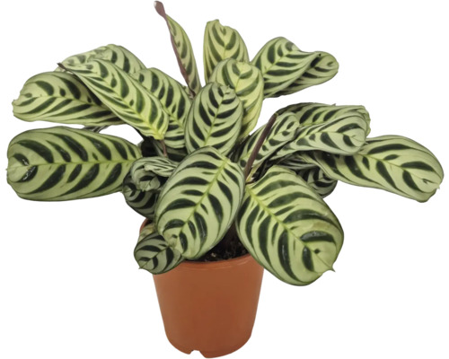 Kamerplant Calathea makoyana met gestreepte bladeren in een plantenpot