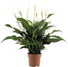 Spatiphyllum kamerplant met groene bladeren en witte bloemen in een kunststof pot