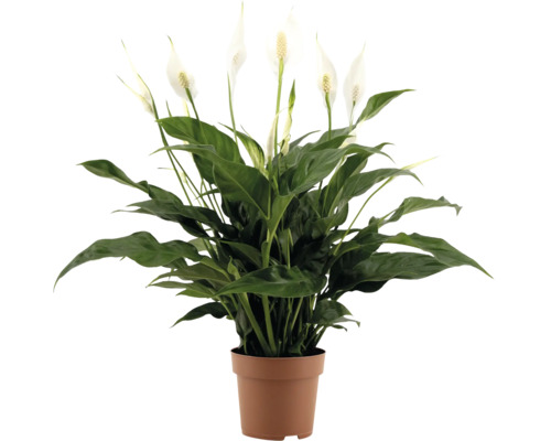 Spatiphyllum kamerplant met groene bladeren en witte bloemen in een kunststof pot