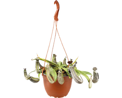 Nepenthes bekerplant in een hangpot met bekers en bladeren