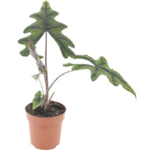 Alocasia Jacklyn kamerplant met opvallende, diep ingesneden bladeren in een kunststof pot