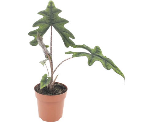 Alocasia Jacklyn kamerplant met opvallende, diep ingesneden bladeren in een kunststof pot
