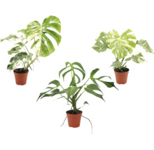 Drie Monstera planten in kunststof potten, twee met bonte bladeren en een groene Monstera Tetrasperma.