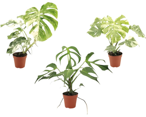 Drie Monstera planten in kunststof potten, twee met bonte bladeren en een groene Monstera Tetrasperma.