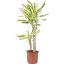 Dracaena Fragans kamerplant in een bruine kunststof pot