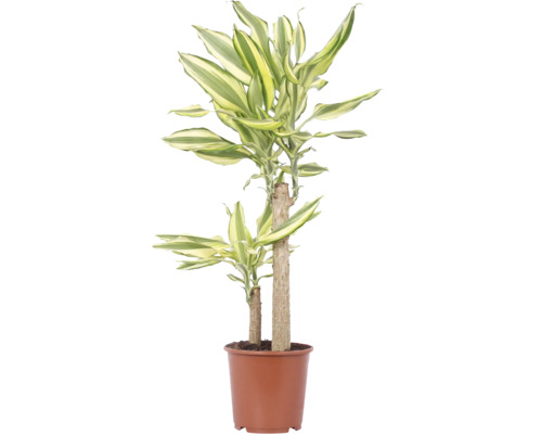Dracaena Fragans kamerplant in een bruine kunststof pot