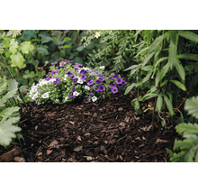 Bloembed met boomschors als bodembedekking tussen groene planten en paarse en witte bloemen.