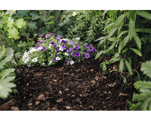 Bloembed met boomschors als bodembedekking tussen groene planten en paarse en witte bloemen.