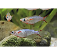Drie glinsterende regenboogvissen zwemmen in een aquarium voor een achtergrond van stenen en groene waterplanten.