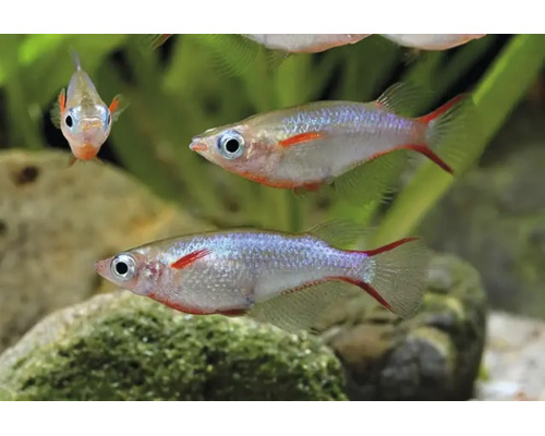 Drie glinsterende regenboogvissen zwemmen in een aquarium voor een achtergrond van stenen en groene waterplanten.