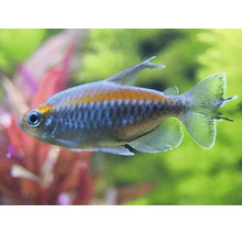 Een keizertetra zwemmend in een aquarium