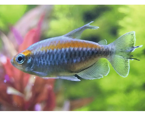 Een keizertetra zwemmend in een aquarium