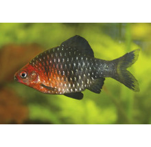 Een purperkopbarbeel zwemt in een aquarium.