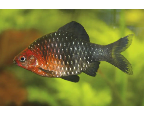 Een purperkopbarbeel zwemt in een aquarium.