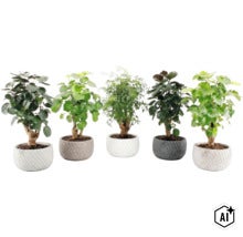 Vijf verschillende kamerplanten in gestructureerde plantenbakken, op een rij naast elkaar geplaatst. (Image AI modified or generated)