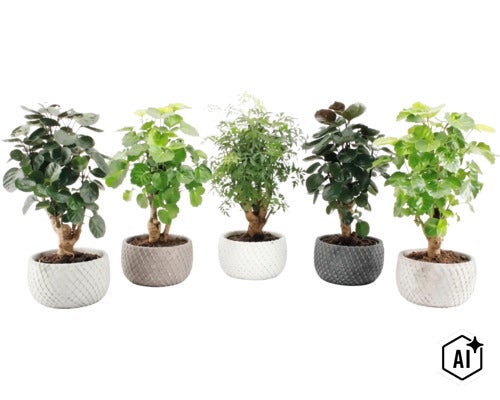 Vijf verschillende kamerplanten in gestructureerde plantenbakken, op een rij naast elkaar geplaatst. (Image AI modified or generated)