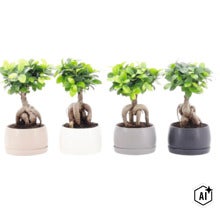 Vier Ficus Ginseng planten in ronde bloempotten met zichtbare wortelstammen als kamerplanten (Image AI modified or generated)