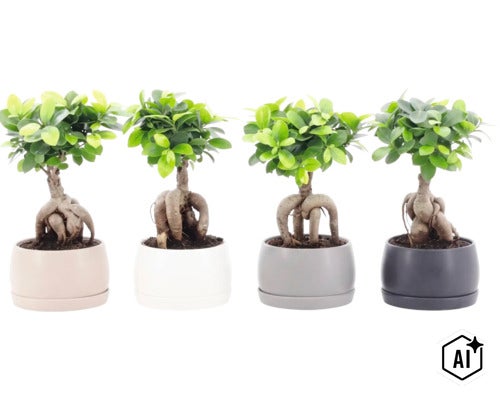 Vier Ficus Ginseng planten in ronde bloempotten met zichtbare wortelstammen als kamerplanten (Image AI modified or generated)