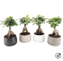 Vier Ficus Ginseng bonsai planten in ronde keramische potten in verschillende kleuren (Image AI modified or generated)