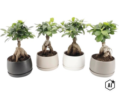 Vier Ficus Ginseng bonsai planten in ronde keramische potten in verschillende kleuren (Image AI modified or generated)