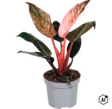 Philodendron Pink Princess kamerplant in een kunststof pot (Image AI modified or generated)
