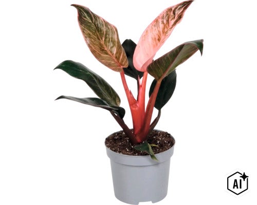 Philodendron Pink Princess kamerplant in een kunststof pot (Image AI modified or generated)