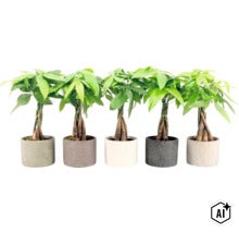 Vijf Pachira Aquatica watercacao kamerplanten met gevlochten stam in ronde bloempotten (Image AI modified or generated)