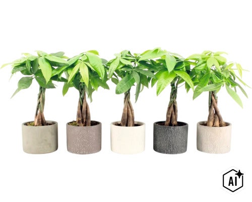 Vijf Pachira Aquatica watercacao kamerplanten met gevlochten stam in ronde bloempotten (Image AI modified or generated)