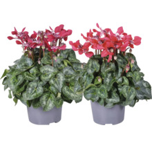 Twee cyclamen met gemarmerde bladeren in grijze kunststof potten als kamerplant of balkonplant