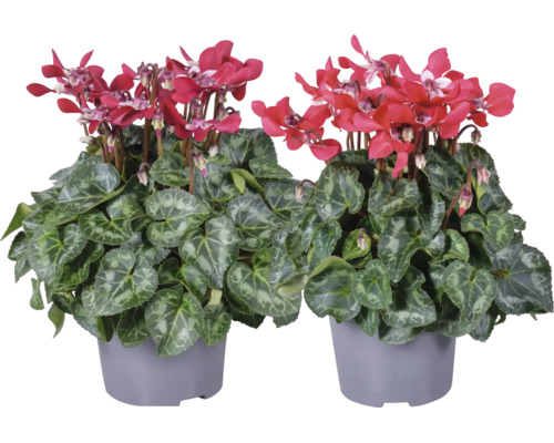 Twee cyclamen met gemarmerde bladeren in grijze kunststof potten als kamerplant of balkonplant