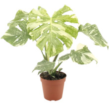 Monstera deliciosa variegata kamerplant met gevlekt blad in een kunststof pot