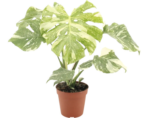 Monstera deliciosa variegata kamerplant met gevlekt blad in een kunststof pot