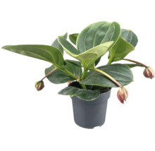 Medinilla magnifica kamerplant in een ronde kunststof pot met grote, glanzende bladeren en hangende knoppen.