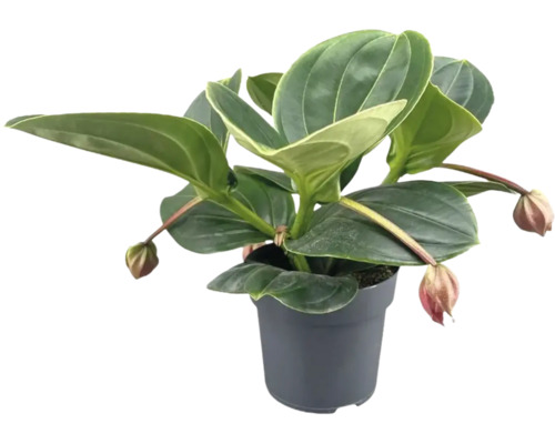 Medinilla magnifica kamerplant in een ronde kunststof pot met grote, glanzende bladeren en hangende knoppen.