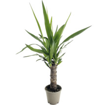 Yucca palm als kamerplant met stevige stam in een plantenpot
