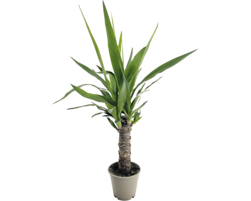 Yucca palm als kamerplant met stevige stam in een plantenpot