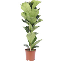 Vioolbladplant Ficus lyrata als kamerplant in een kunststof pot met ondersteuningsstok