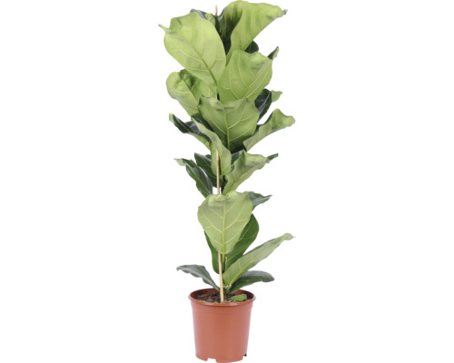 Vioolbladplant Ficus lyrata als kamerplant in een kunststof pot met ondersteuningsstok