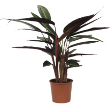 Kamerplant Stromanthe triostar in een plantenpot als decoratieve kamerplant voor binnenshuis.