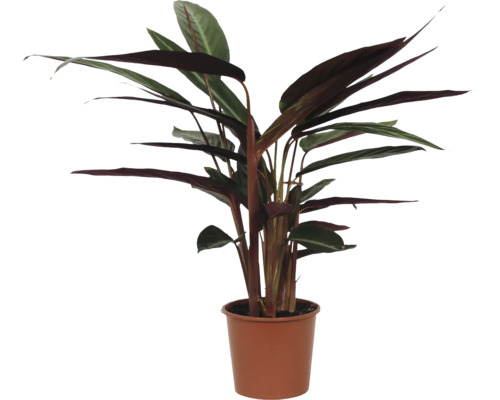 Kamerplant Stromanthe triostar in een plantenpot als decoratieve kamerplant voor binnenshuis.