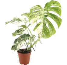 Monstera Deliciosa Variegata kamerplant in kunststof pot