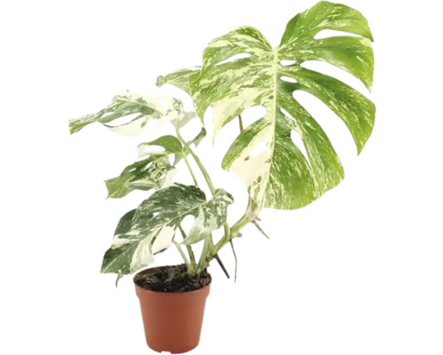 Monstera Deliciosa Variegata kamerplant in kunststof pot