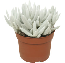 Succulent in een kunststof pot met vlezige, langwerpige bladeren als kamerplant.