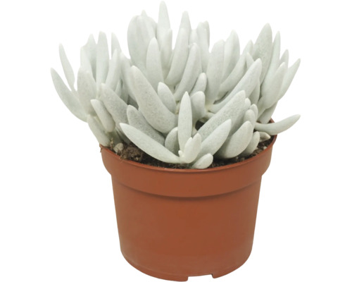 Succulent in een kunststof pot met vlezige, langwerpige bladeren als kamerplant.