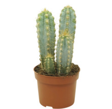 Zuilcactus met drie cactussen in een ronde kunststof pot met aarde als kamerplant voor binnenshuis