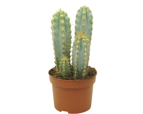 Zuilcactus met drie cactussen in een ronde kunststof pot met aarde als kamerplant voor binnenshuis