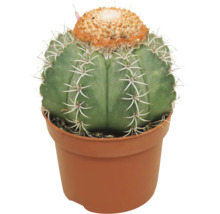 Bolcactussen met doorns en oranje kroon in een kunststof pot.
